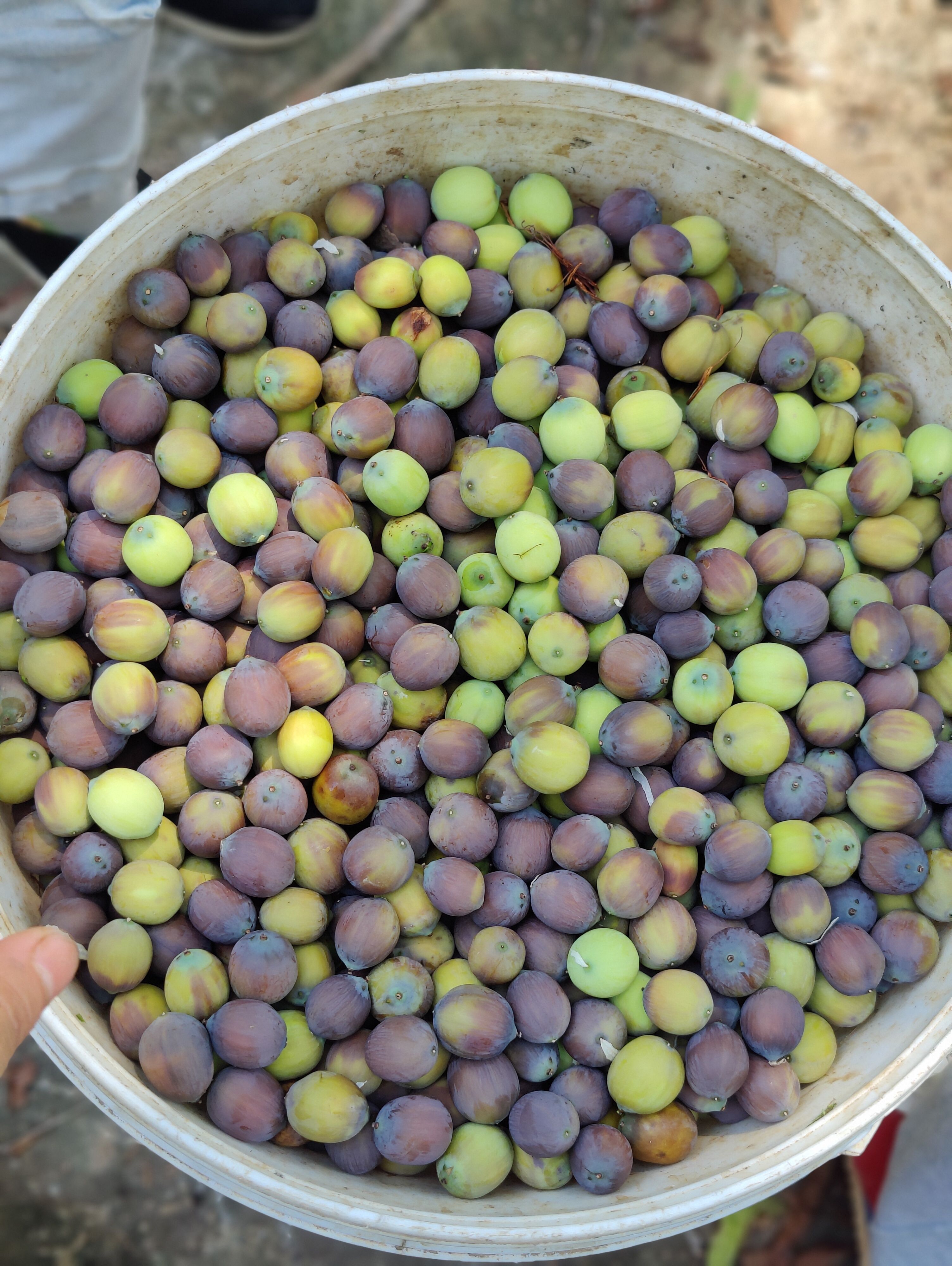 大量出售青莲，麻莲，麻子等