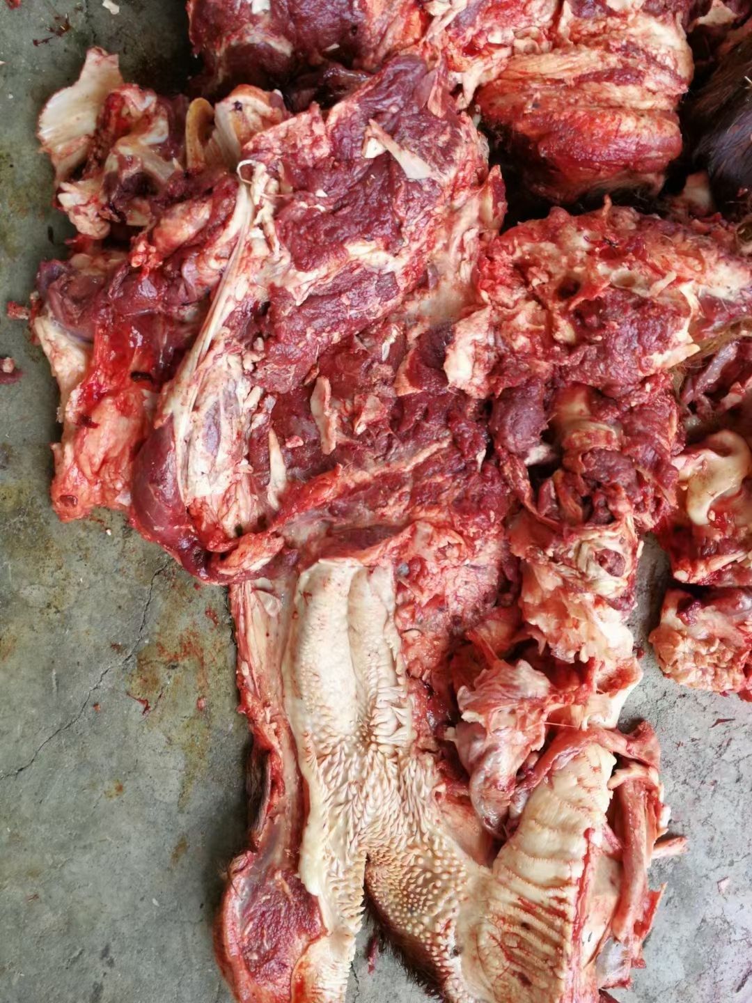 火烧毛去骨牛头肉