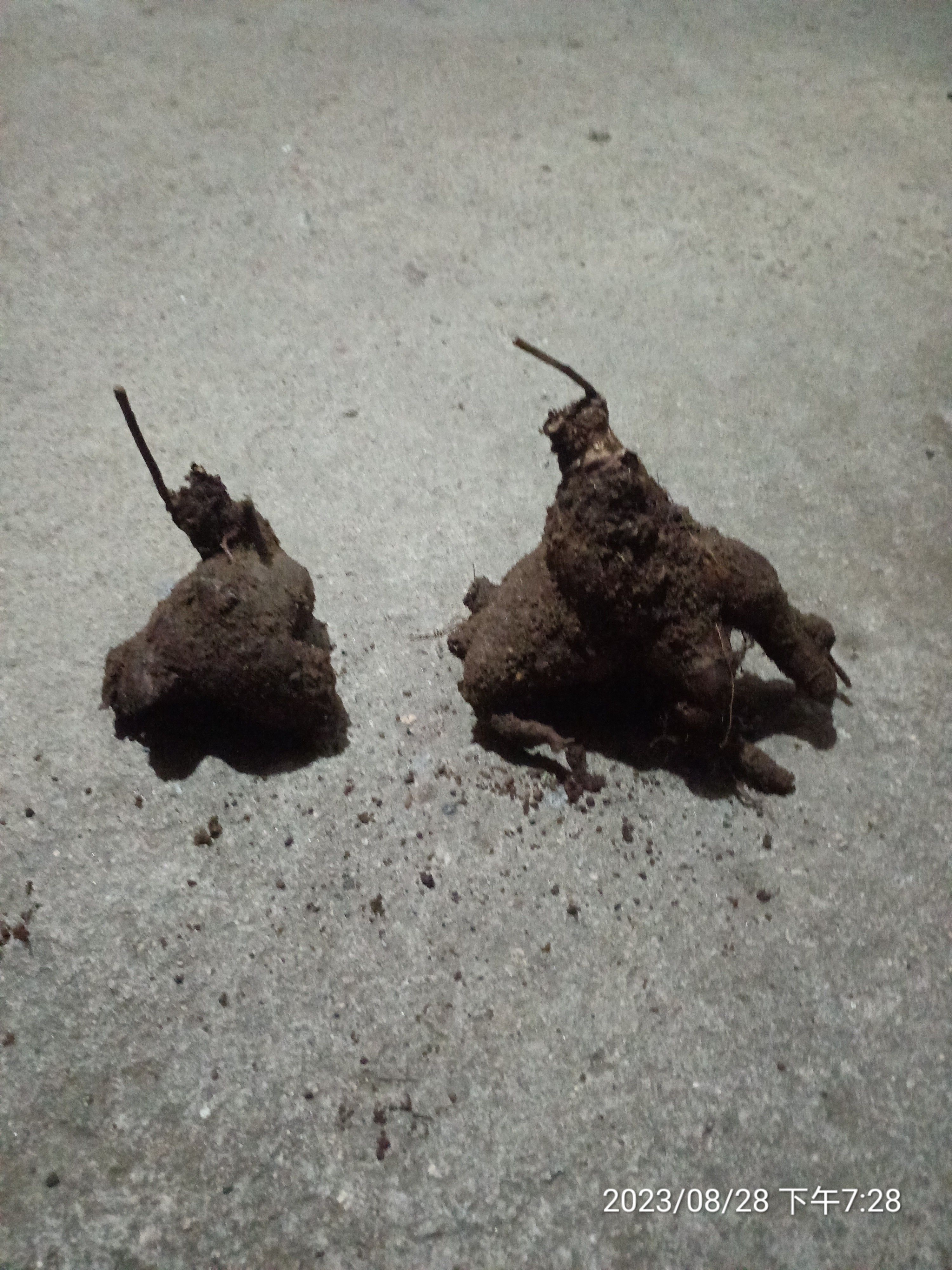 山乌龟 又叫金线吊乌龟