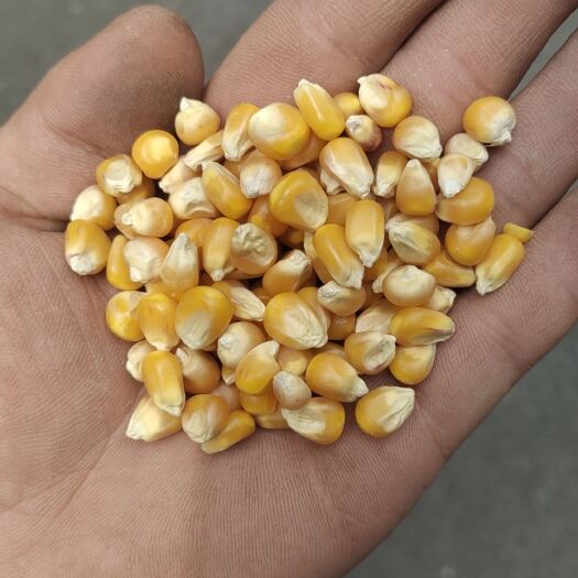 重庆市精品小玉米