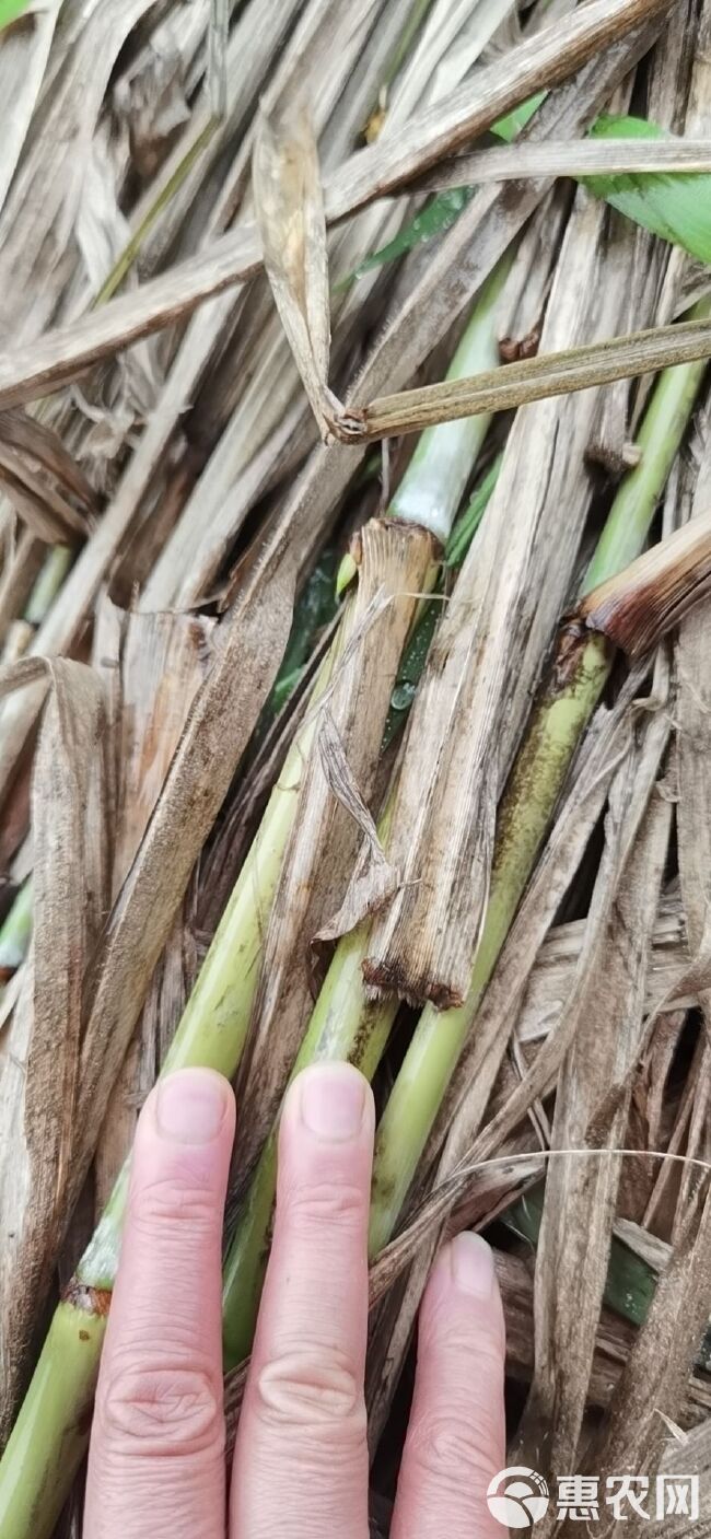 牧草种，牧草料批发零售