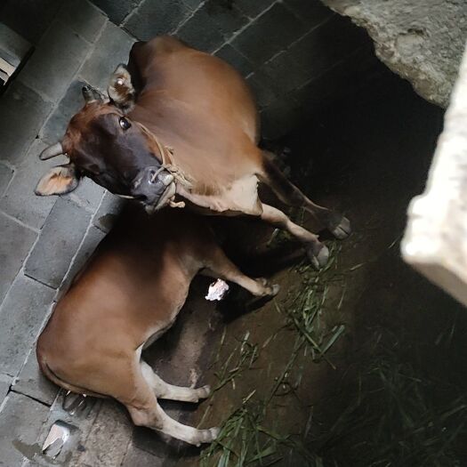 江华县牛