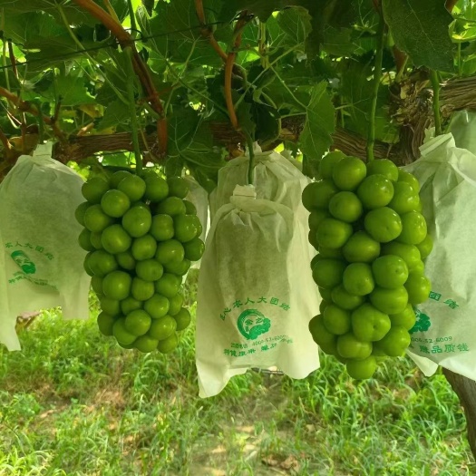 大荔县阳光玫瑰