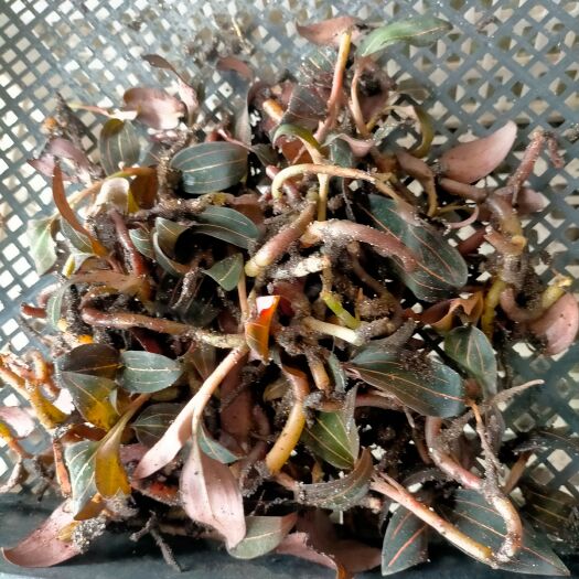 阳江石面莲石上藕石面莲石蚕金钱草