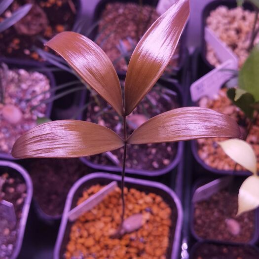 昆明Ceratozamia subroseophylla 角果铁