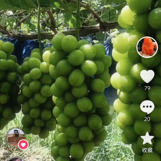 渭南阳光玫瑰葡萄