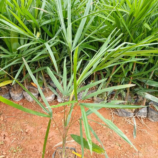 宜良县细叶棕竹 是长绿品种，是别墅庭院种植，棕竹 竹报平安。