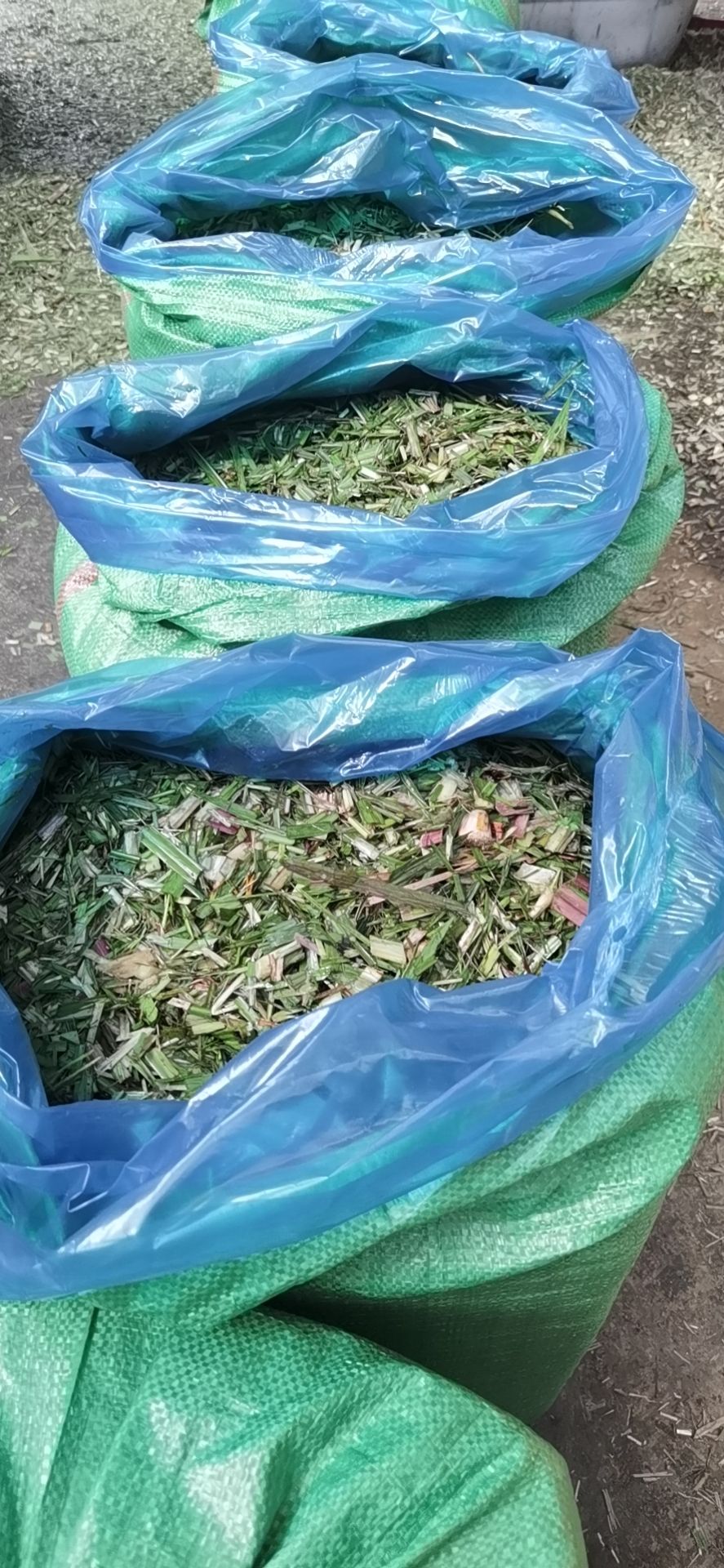 牧草种，牧草料批发零售