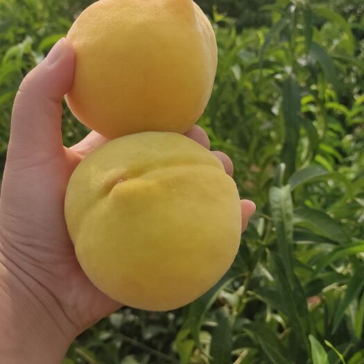 蒙阴县锦绣黄桃