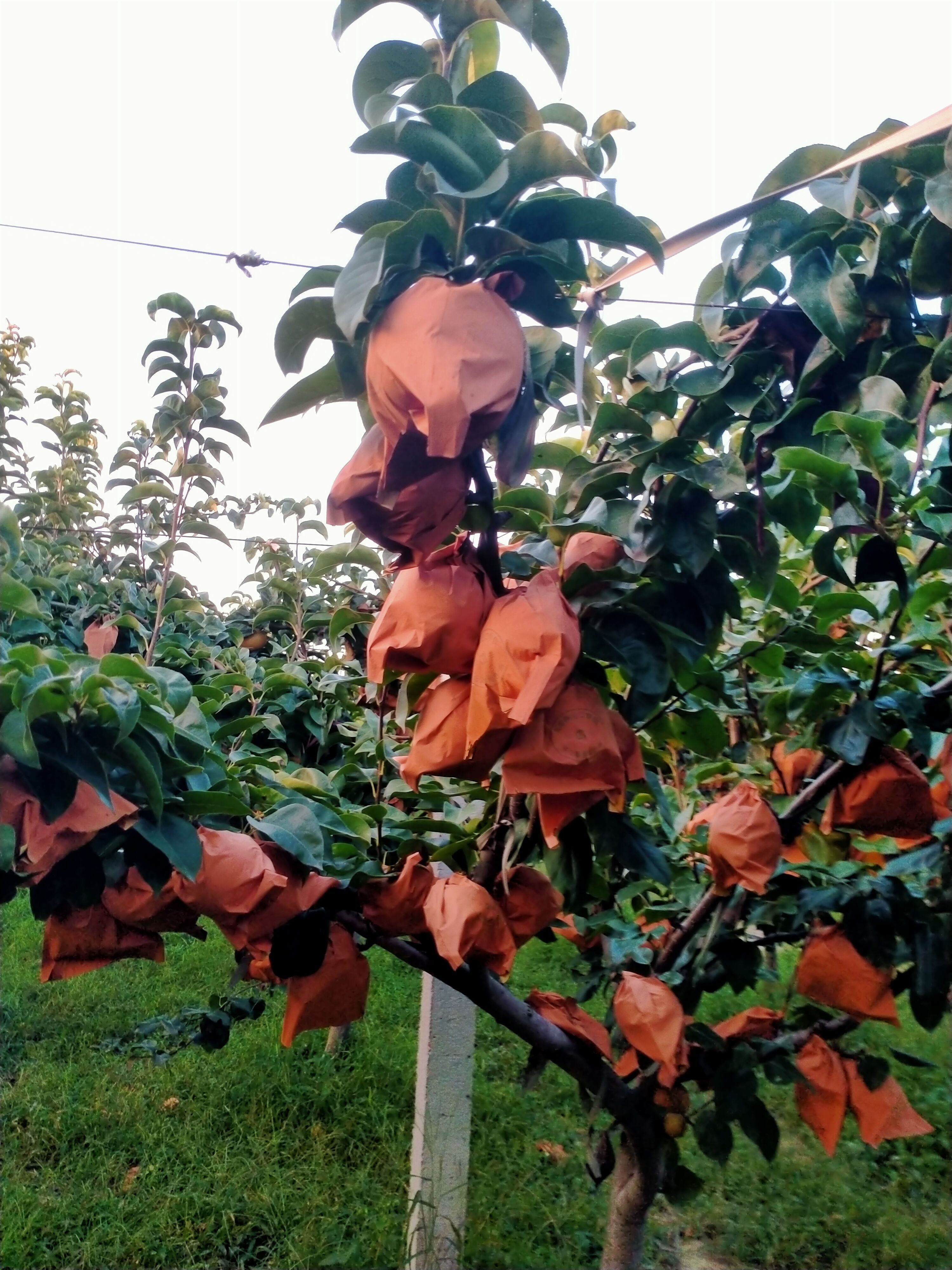 秋月梨和南水梨