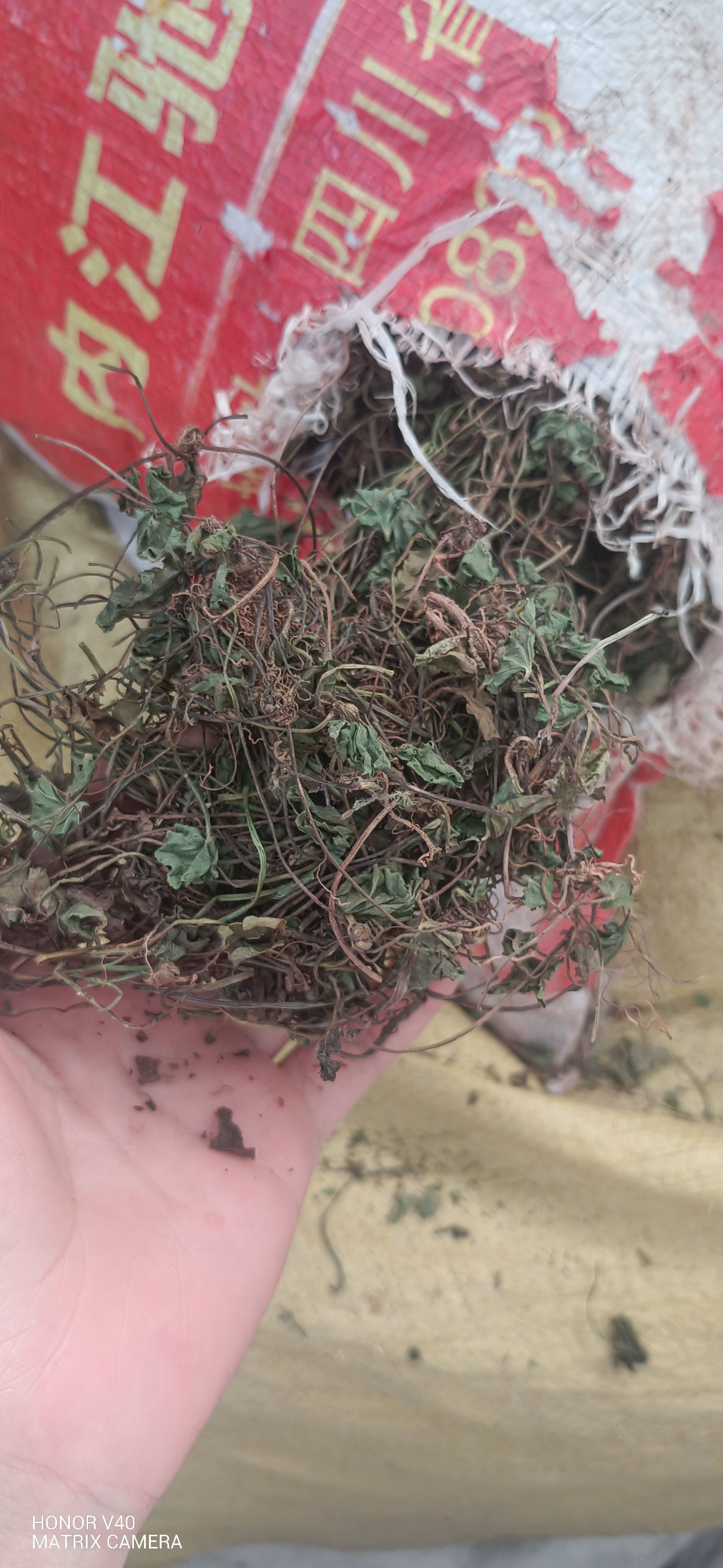 积雪草，产地一手货源批发。可供大货。