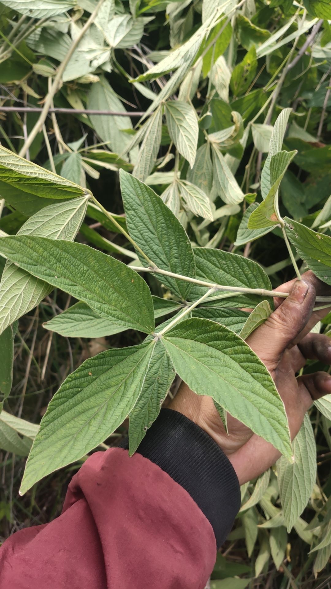 云南千斤红千斤拔2斤包邮干货切片