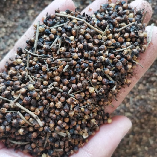 水翁花 广西 水雍花 干货新货正品水翁花 【假一赔十】