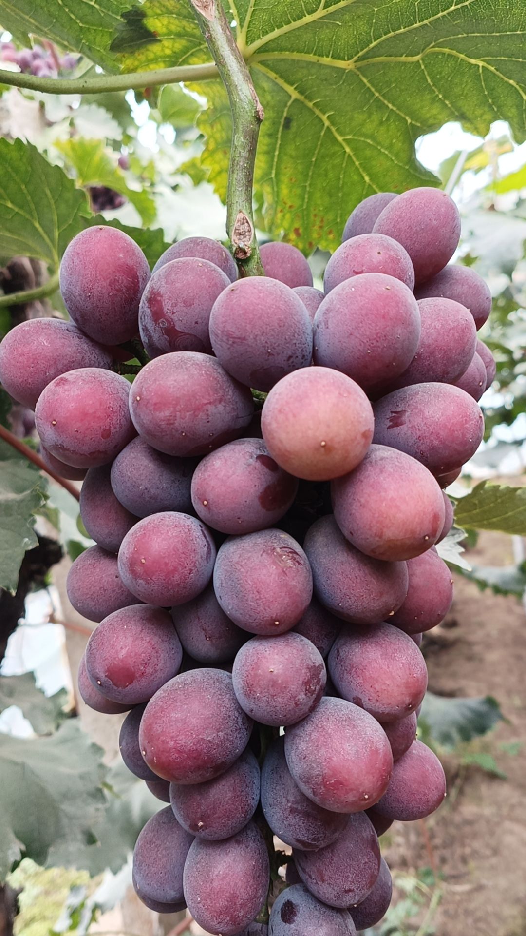 辽峰葡萄