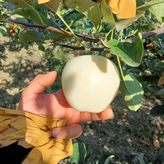 绥中县个头大，底色白，果面干净，星点小