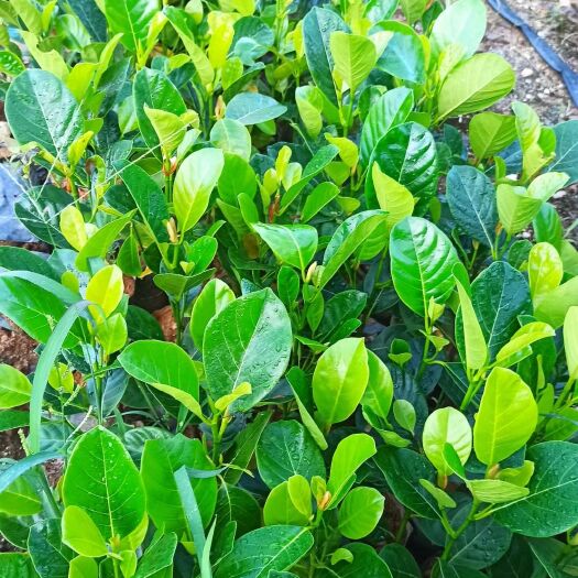 白沙县23年印尼红菠萝蜜苗