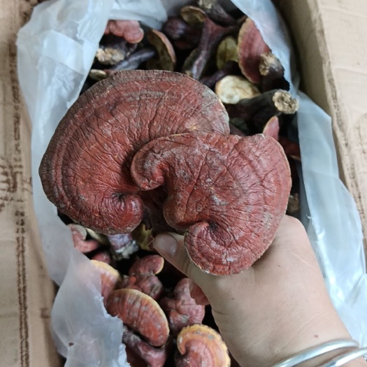 博罗县赤灵芝切