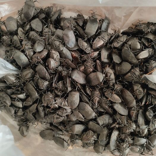三都县大个九香虫 鲜货