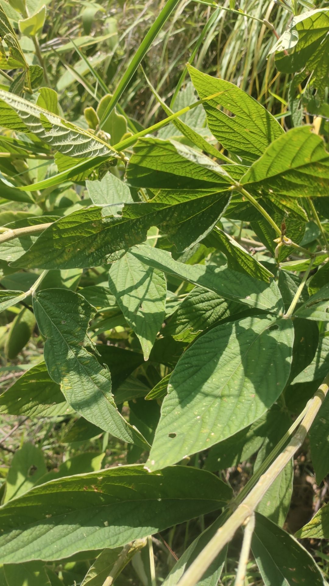 云南千斤红千斤拔2斤包邮干货切片