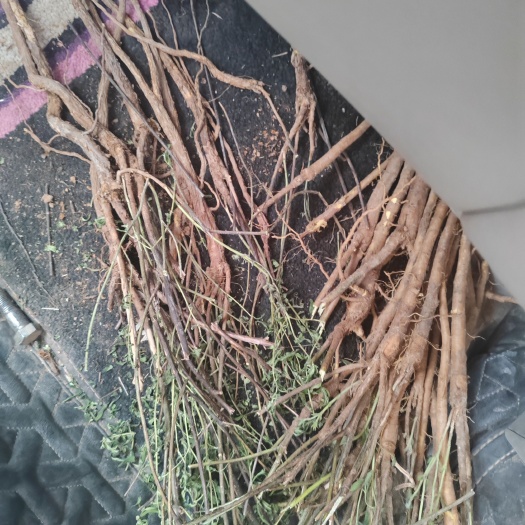 闻喜县黄芩 找买家