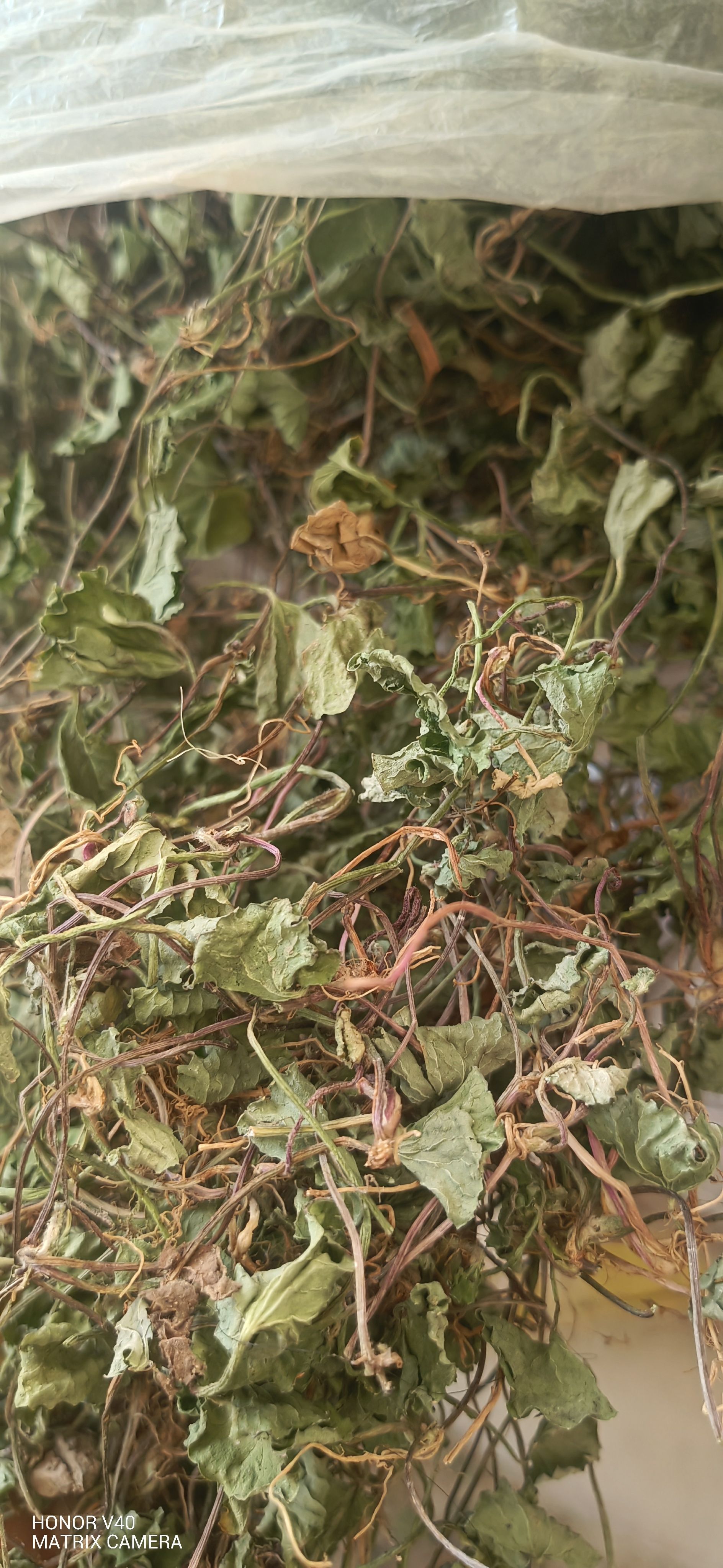 积雪草，产地一手货源批发。可供大货。