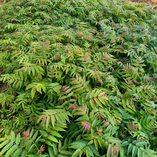 红油6号香椿苗