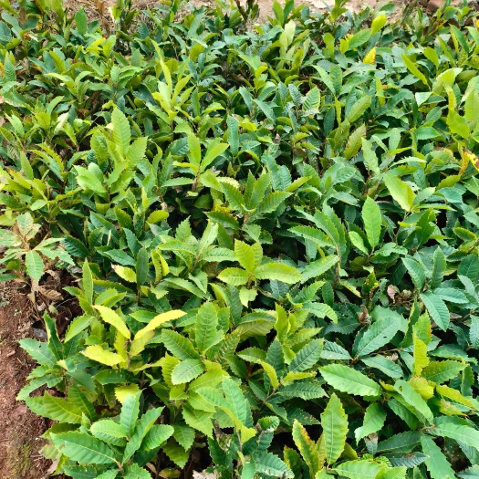 宜良县红栗1号板栗树苗