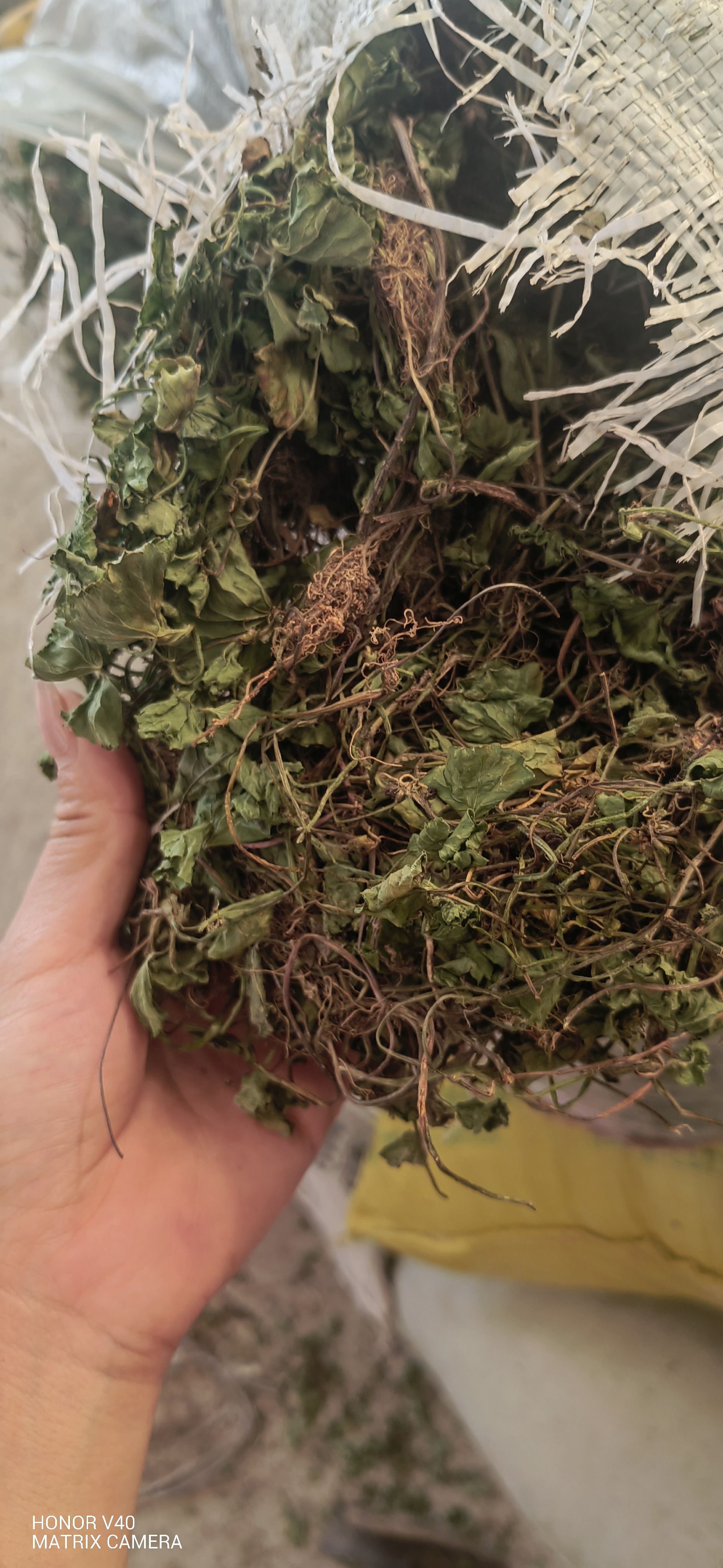 积雪草，产地一手货源批发。可供大货。