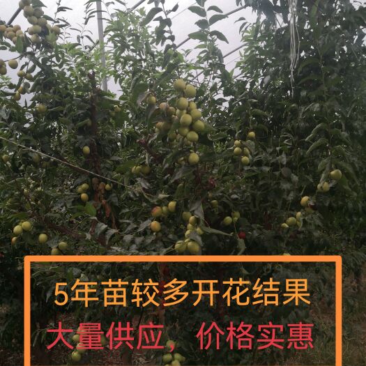 德昌县冬枣树苗