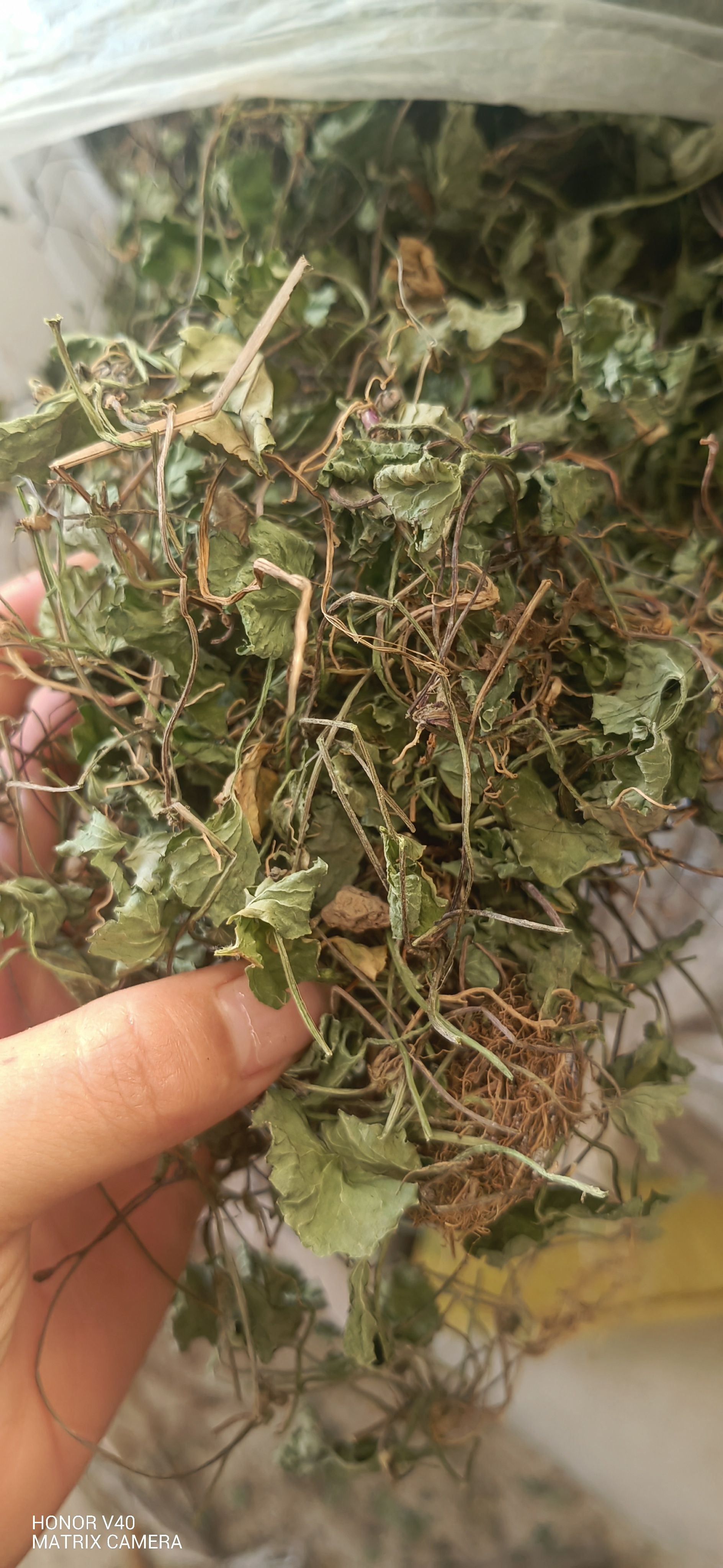 积雪草，产地一手货源批发。可供大货。
