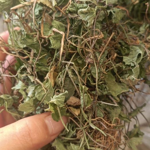 积雪草，产地一手货源批发。可供大货。