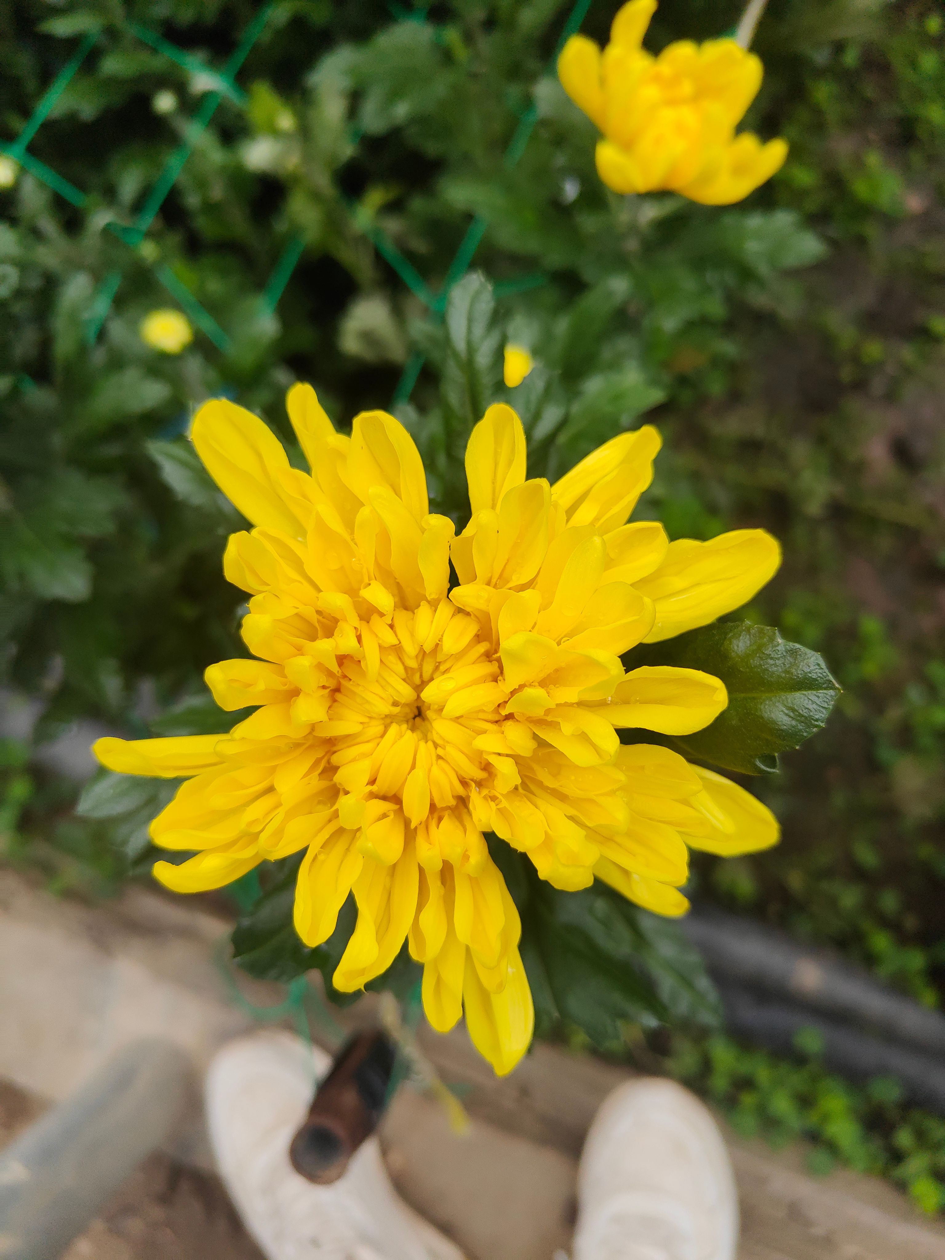 黄白菊