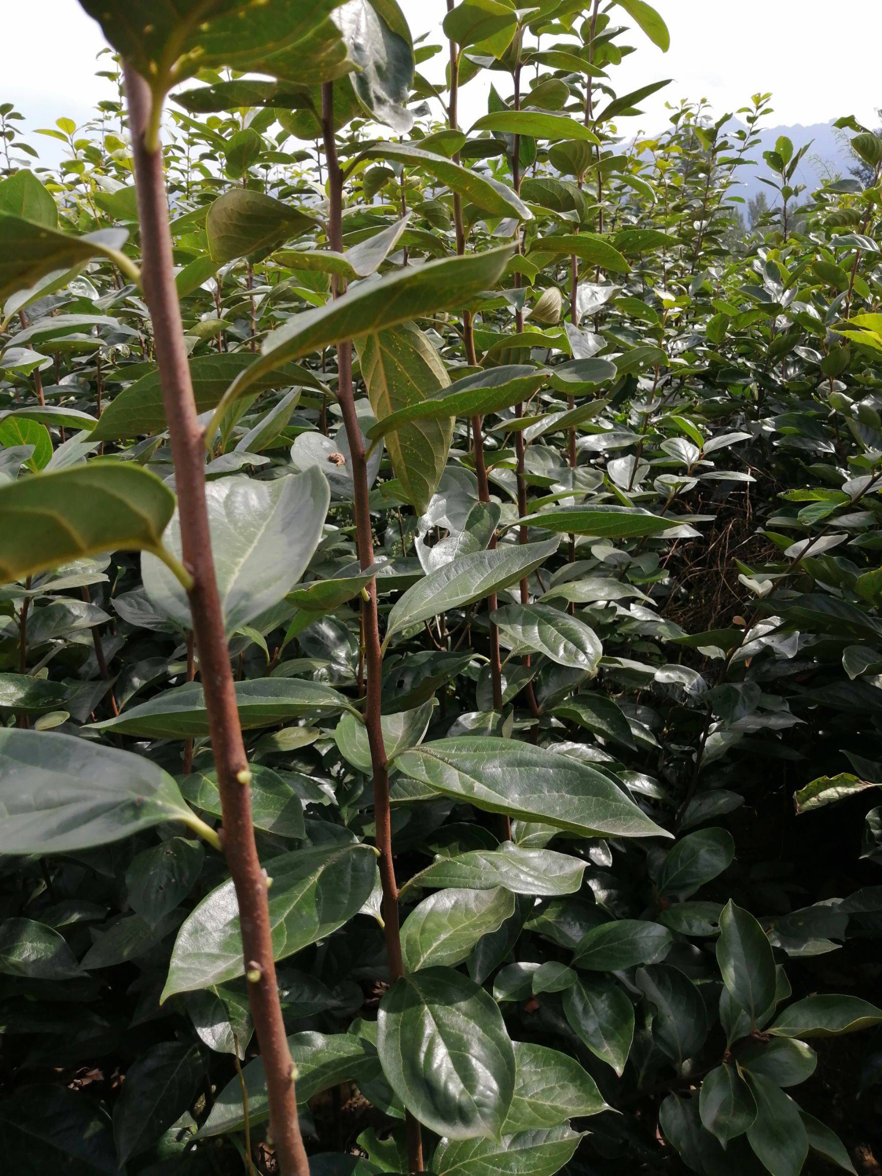 火晶柿子树苗基地直发现挖现卖南北方都可种植