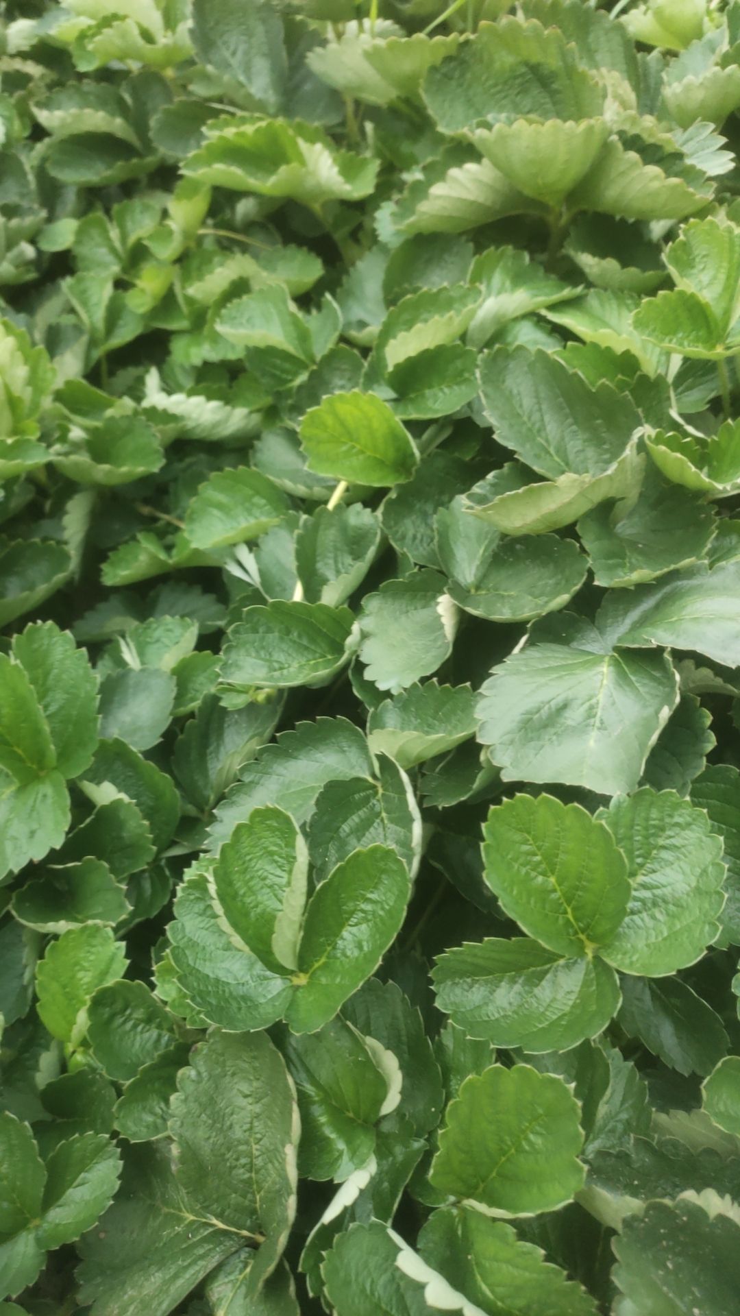 精品草莓苗，法兰帝，脱毒苗