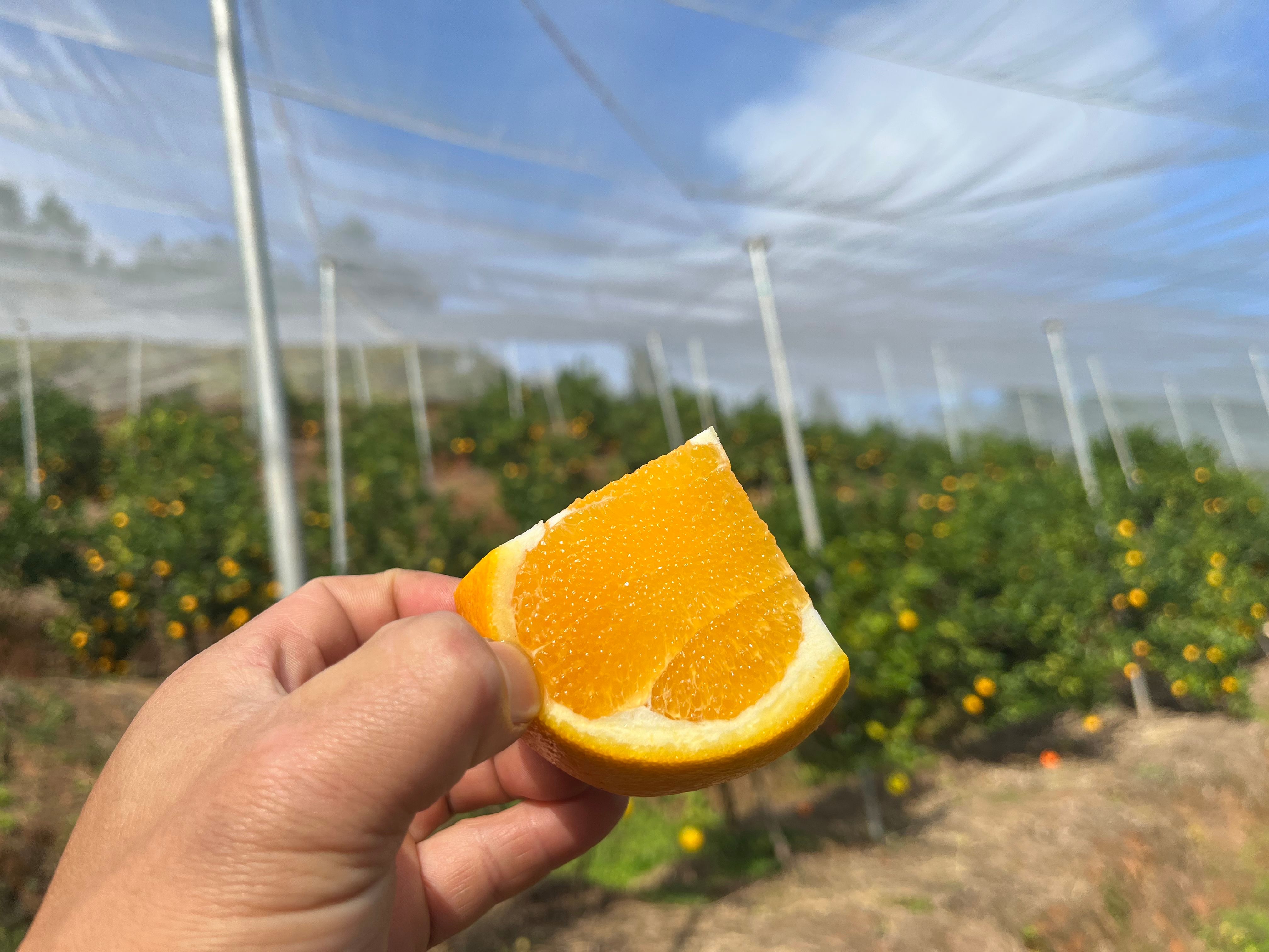 赣南寻乌脐橙橙子应季新鲜水果无核化渣果园直发 包甜纽荷尔