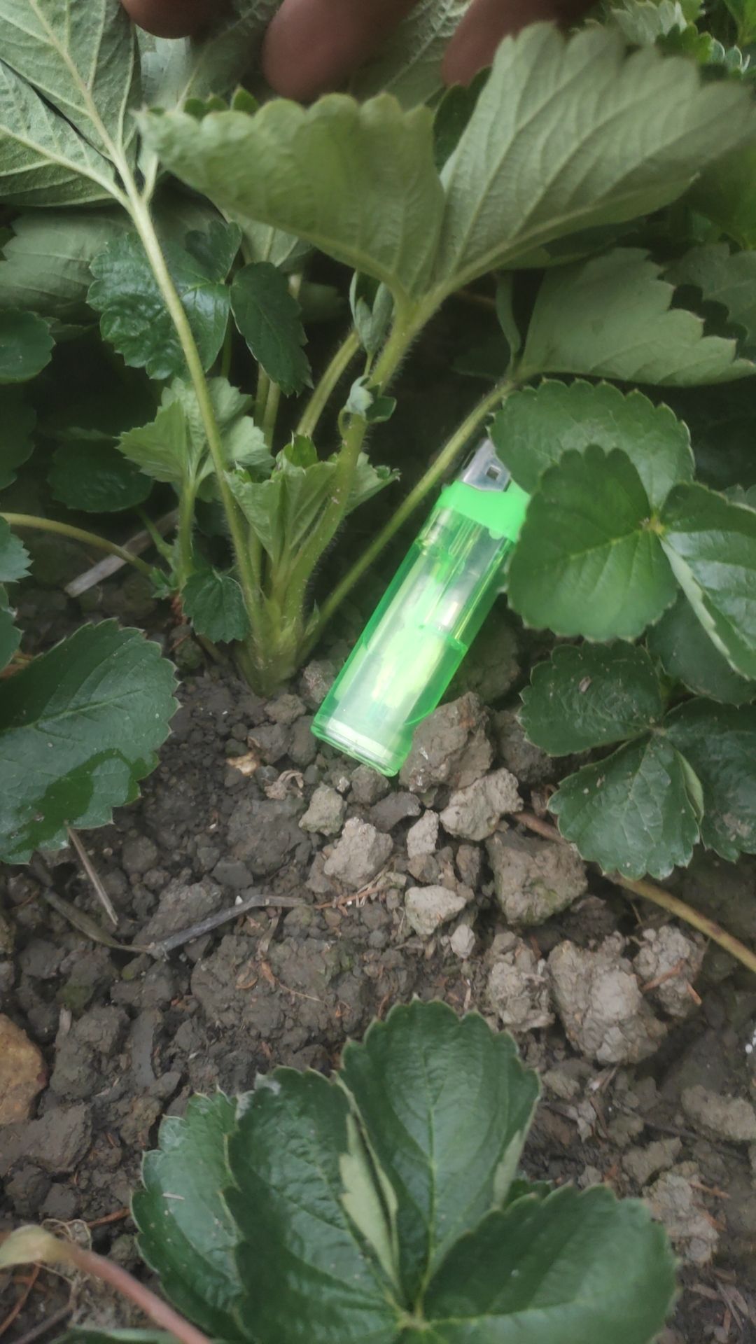 精品草莓苗，法兰帝，脱毒苗