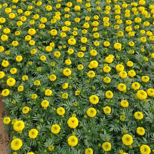 青州市万寿菊