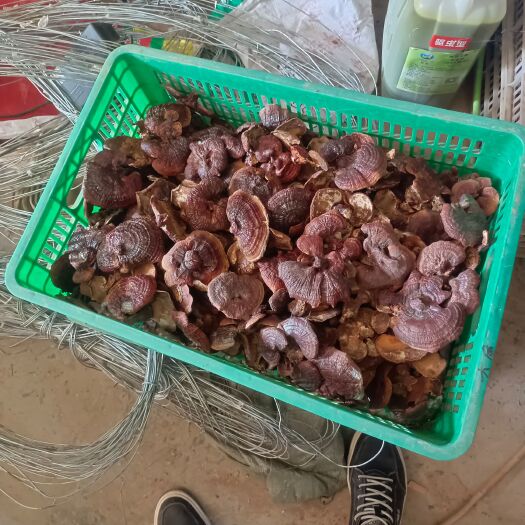 白灵芝
