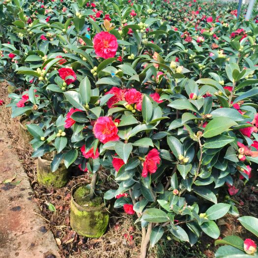 宜良县四季茶花
