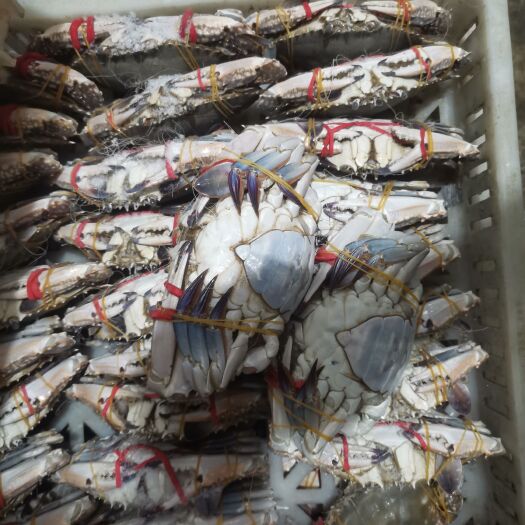 连云港绑腿母蟹4-6两的，超肥满肉
