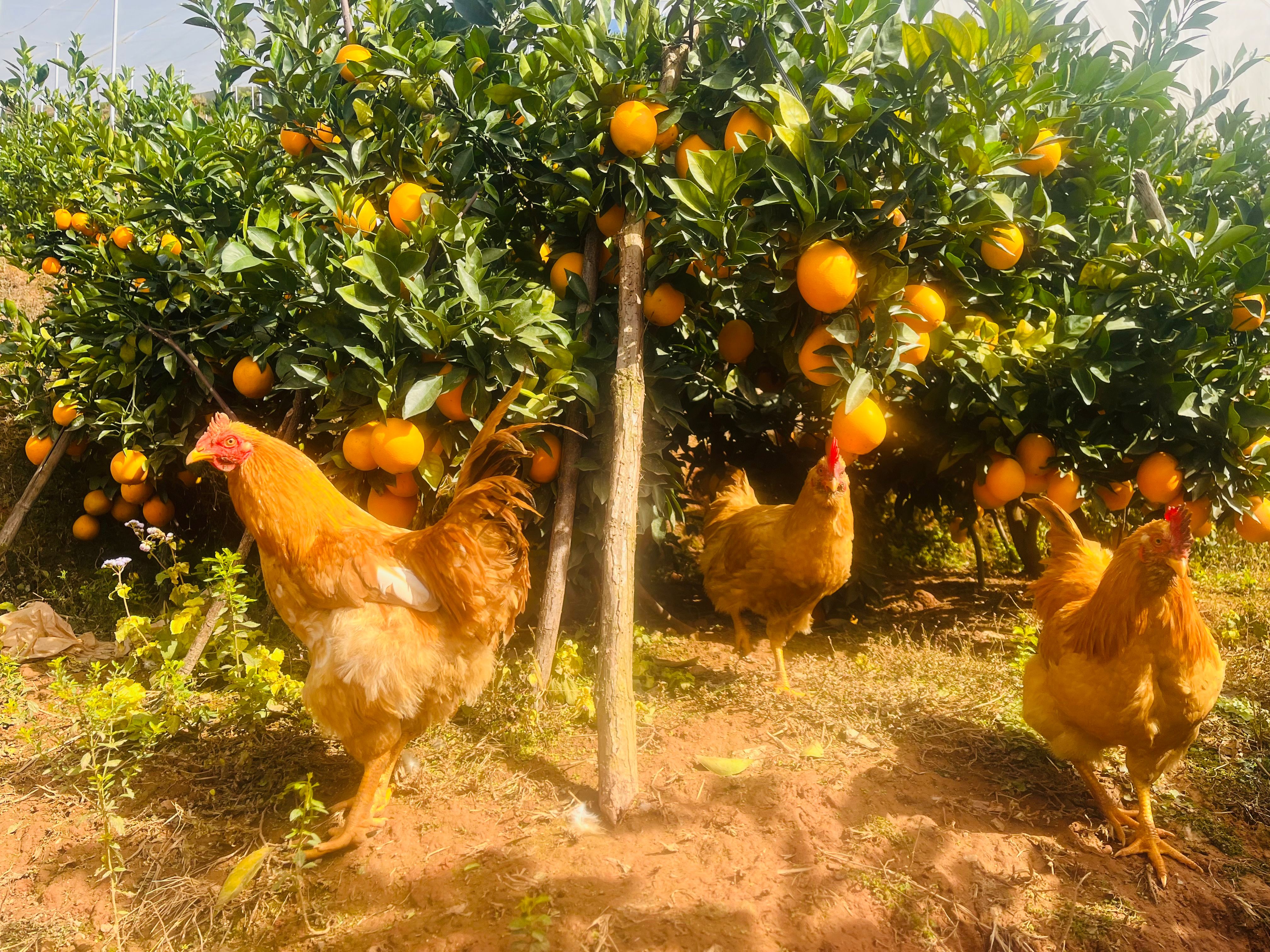 赣南寻乌脐橙橙子应季新鲜水果无核化渣果园直发 包甜纽荷尔