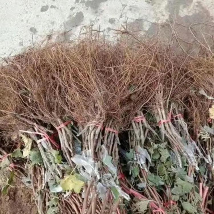 葡萄苗，纯甜基地直发，当年挂果，包邮包技术