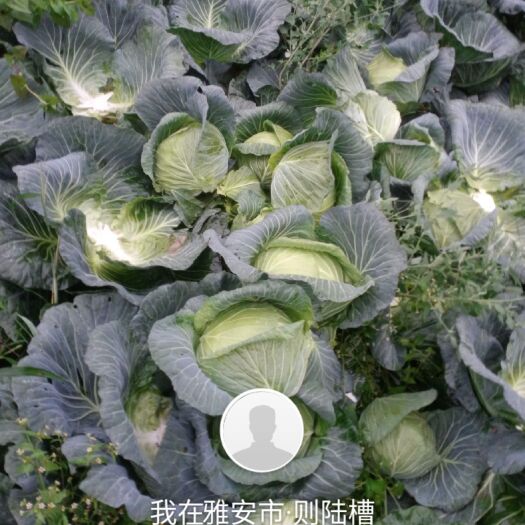 汉源县莲花白扁包菜