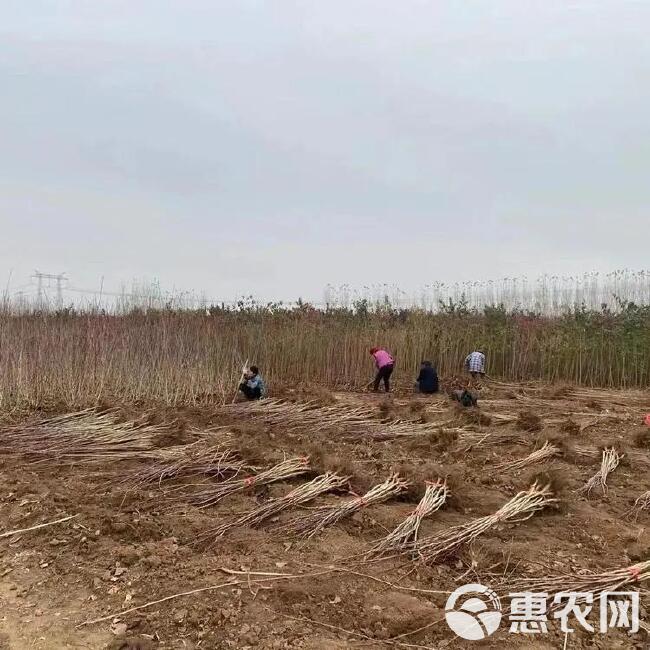 板栗苗大苗当年结果基地直发南北方种植指导技术