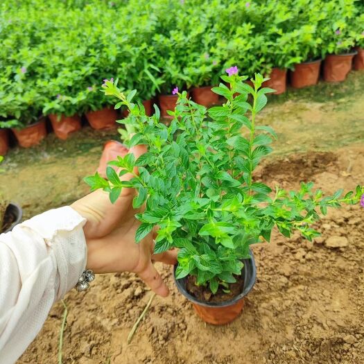 青州市满天星杯苗 优质萼距花苗 婚纱满天星种植 耐寒植物