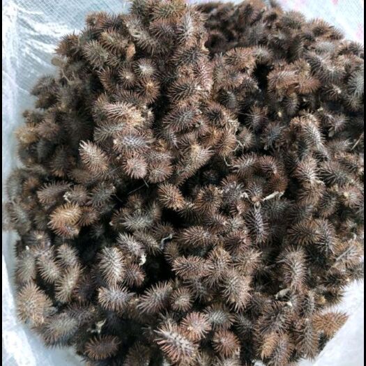 喀左县苍耳子，物美价廉，欢迎选购