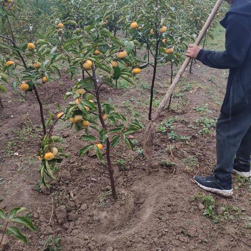 火晶柿子树苗基地直发现挖现卖南北方都可种植