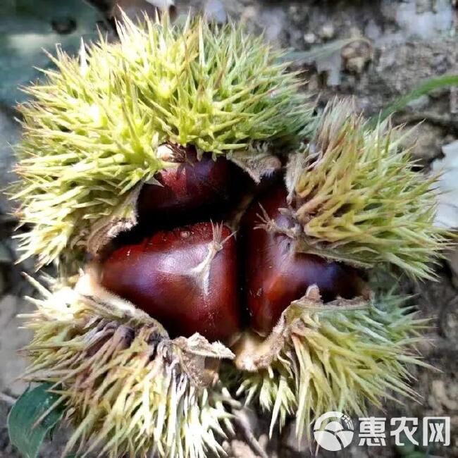 板栗苗大苗当年结果基地直发南北方种植指导技术