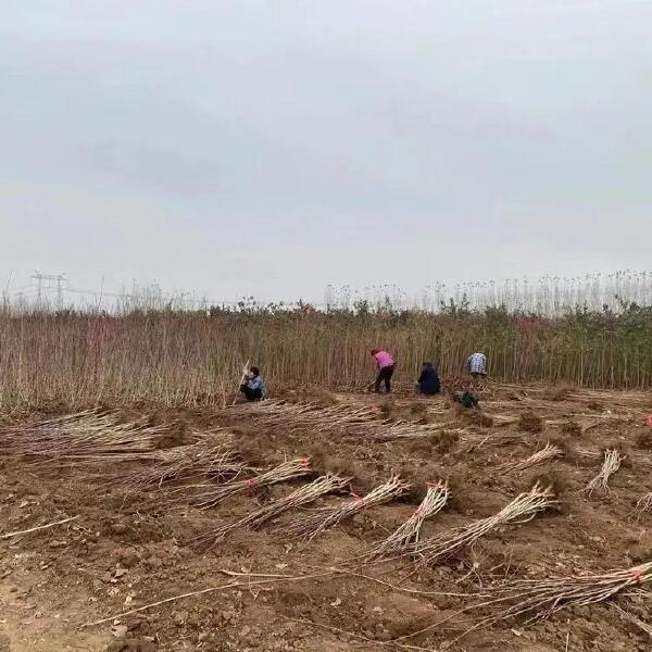 板栗苗大苗当年结果基地直发南北方种植指导技术