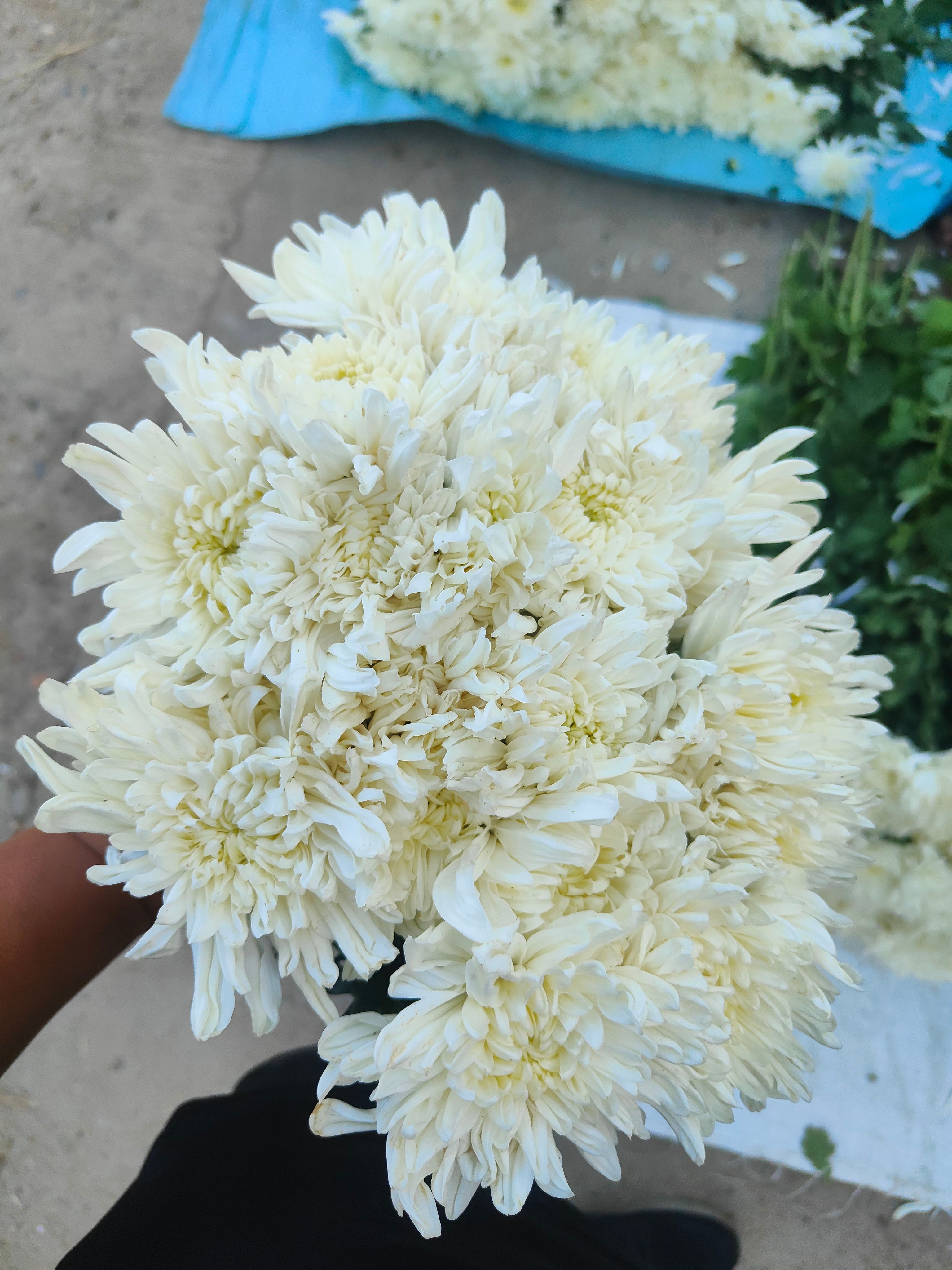 黄白菊